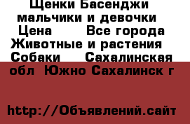 Щенки Басенджи ,мальчики и девочки › Цена ­ 1 - Все города Животные и растения » Собаки   . Сахалинская обл.,Южно-Сахалинск г.